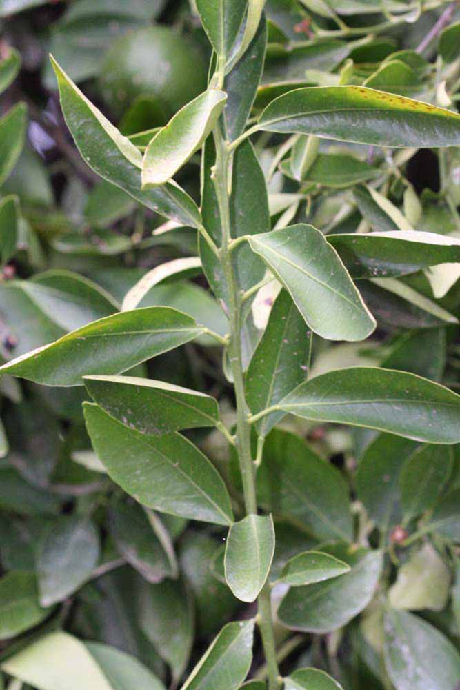            First year twig (Riverside, CA)   